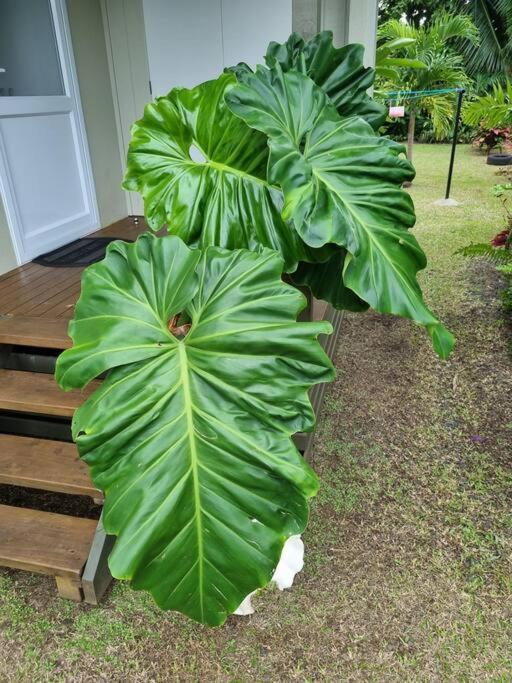 Mana Mountain View Retreat Villa Rarotonga Kültér fotó